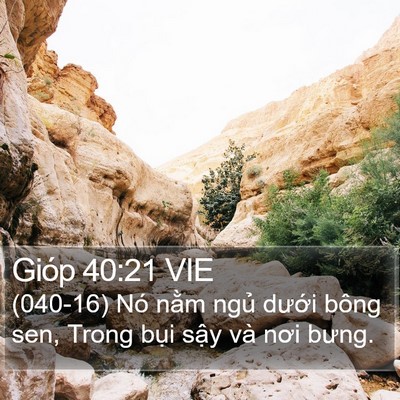 Gióp 40:21 VIE Bible Verse Image