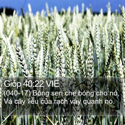 Gióp 40:22 VIE Bible Verse Image
