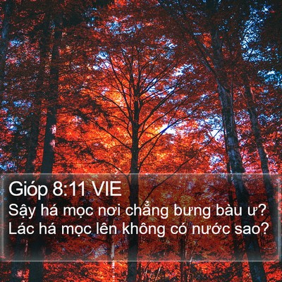 Gióp 8:11 VIE Bible Verse Image