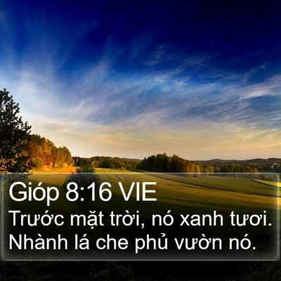 Gióp 8:16 VIE Bible Verse Image