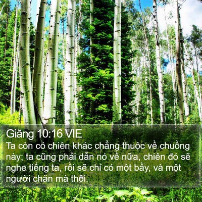 Giăng 10:16 VIE Bible Verse Image