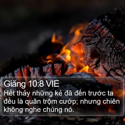 Giăng 10:8 VIE Bible Verse Image