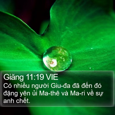 Giăng 11:19 VIE Bible Verse Image