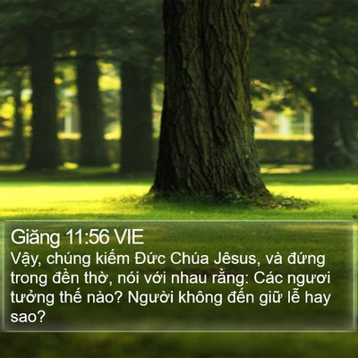 Giăng 11:56 VIE Bible Verse Image