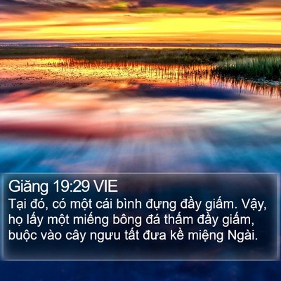 Giăng 19:29 VIE Bible Verse Image