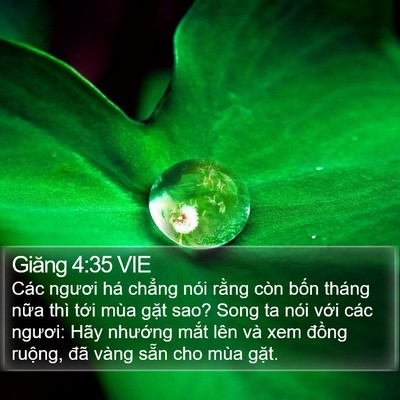 Giăng 4:35 VIE Bible Verse Image