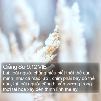 Giảng Sư 9:12 VIE Bible Verse Image