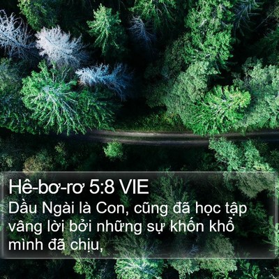 Hê-bơ-rơ 5:8 VIE Bible Verse Image