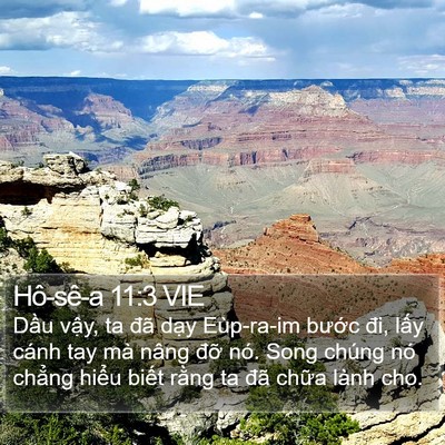 Hô-sê-a 11:3 VIE Bible Verse Image