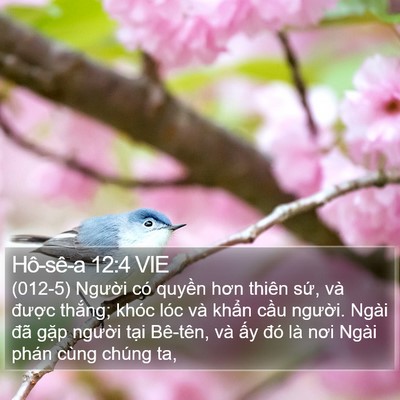 Hô-sê-a 12:4 VIE Bible Verse Image