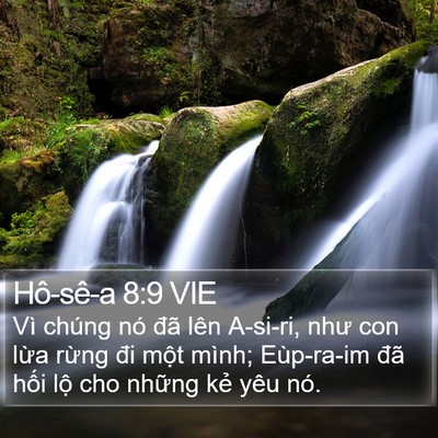 Hô-sê-a 8:9 VIE Bible Verse Image