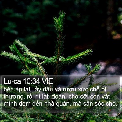Lu-ca 10:34 VIE Bible Verse Image