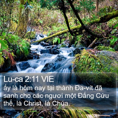 Lu-ca 2:11 VIE Bible Verse Image