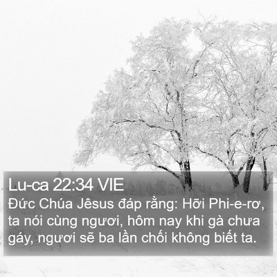 Lu-ca 22:34 VIE Bible Verse Image