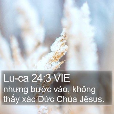 Lu-ca 24:3 VIE Bible Verse Image