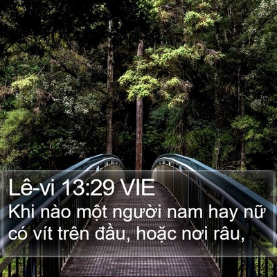 Lê-vi 13:29 VIE Bible Verse Image