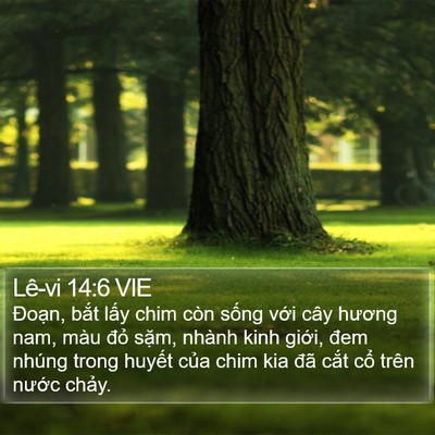 Lê-vi 14:6 VIE Bible Verse Image