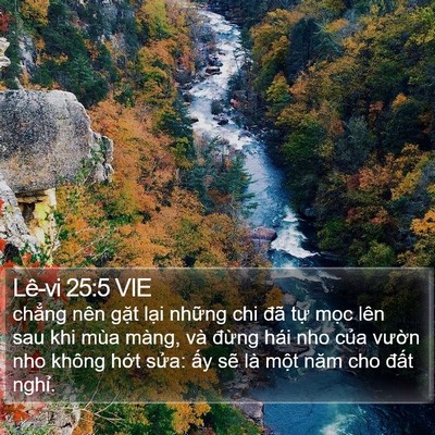 Lê-vi 25:5 VIE Bible Verse Image