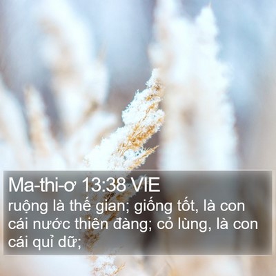 Ma-thi-ơ 13:38 VIE Bible Verse Image