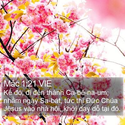 Mác 1:21 VIE Bible Verse Image
