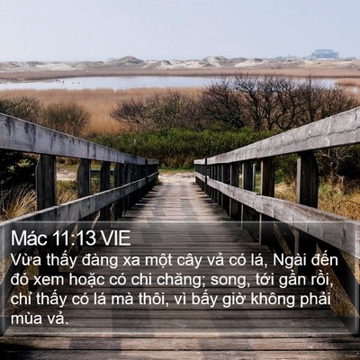 Mác 11:13 VIE Bible Verse Image