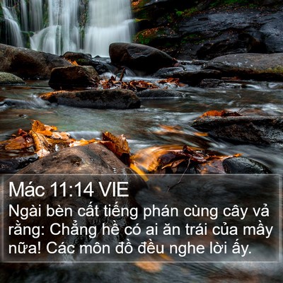 Mác 11:14 VIE Bible Verse Image