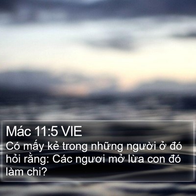 Mác 11:5 VIE Bible Verse Image