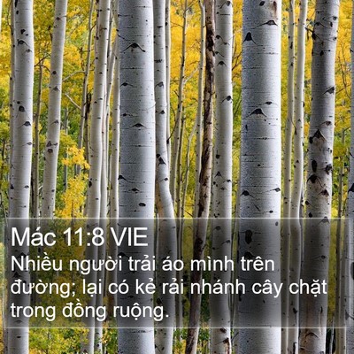 Mác 11:8 VIE Bible Verse Image
