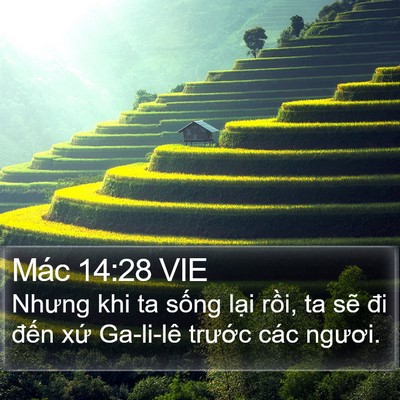 Mác 14:28 VIE Bible Verse Image