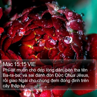 Mác 15:15 VIE Bible Verse Image