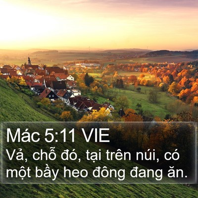 Mác 5:11 VIE Bible Verse Image