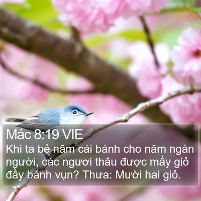 Mác 8:19 VIE Bible Verse Image