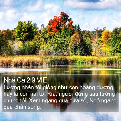 Nhã Ca 2:9 VIE Bible Verse Image