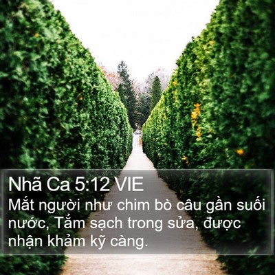 Nhã Ca 5:12 VIE Bible Verse Image