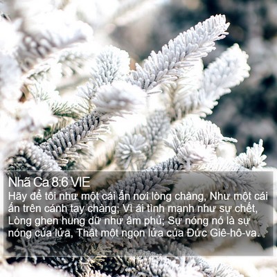 Nhã Ca 8:6 VIE Bible Verse Image