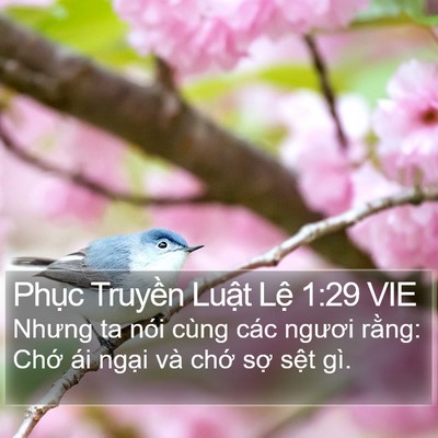 Phục Truyền Luật Lệ 1:29 VIE Bible Verse Image