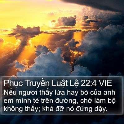 Phục Truyền Luật Lệ 22:4 VIE Bible Verse Image