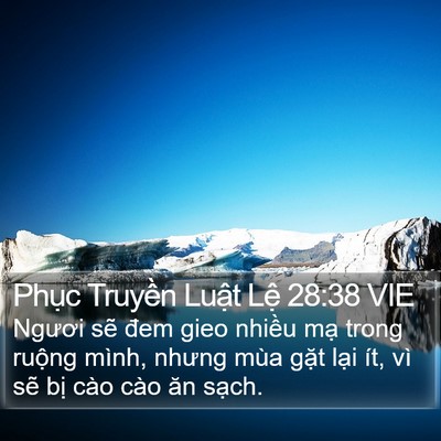 Phục Truyền Luật Lệ 28:38 VIE Bible Verse Image