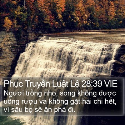 Phục Truyền Luật Lệ 28:39 VIE Bible Verse Image