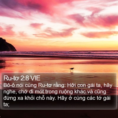 Ru-tơ 2:8 VIE Bible Verse Image
