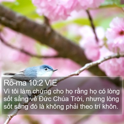 Rô-ma 10:2 VIE Bible Verse Image