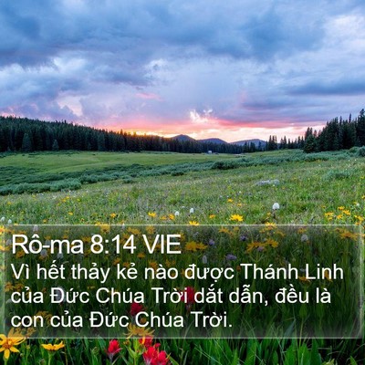 Rô-ma 8:14 VIE Bible Verse Image