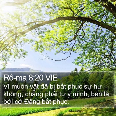 Rô-ma 8:20 VIE Bible Verse Image