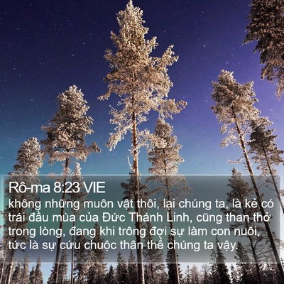Rô-ma 8:23 VIE Bible Verse Image