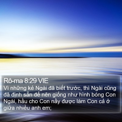 Rô-ma 8:29 VIE Bible Verse Image