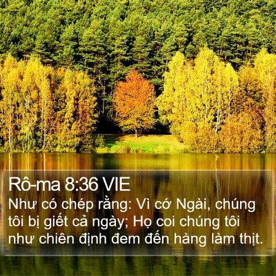 Rô-ma 8:36 VIE Bible Verse Image