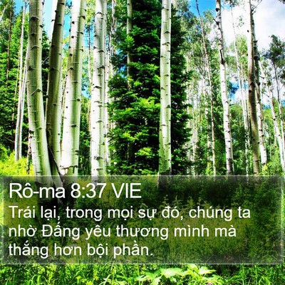 Rô-ma 8:37 VIE Bible Verse Image