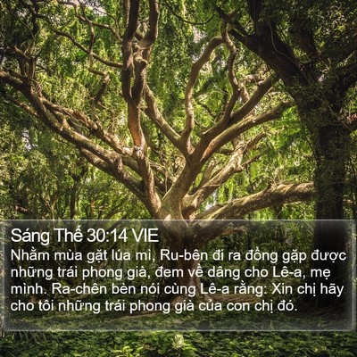 Sáng Thế 30:14 VIE Bible Verse Image