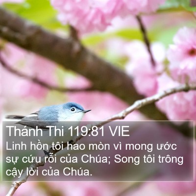Thánh Thi 119:81 VIE Bible Verse Image