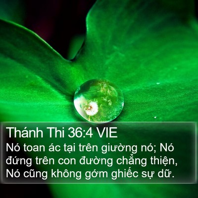 Thánh Thi 36:4 VIE Bible Verse Image